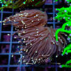 Euphyllia Glabrescens Black torch