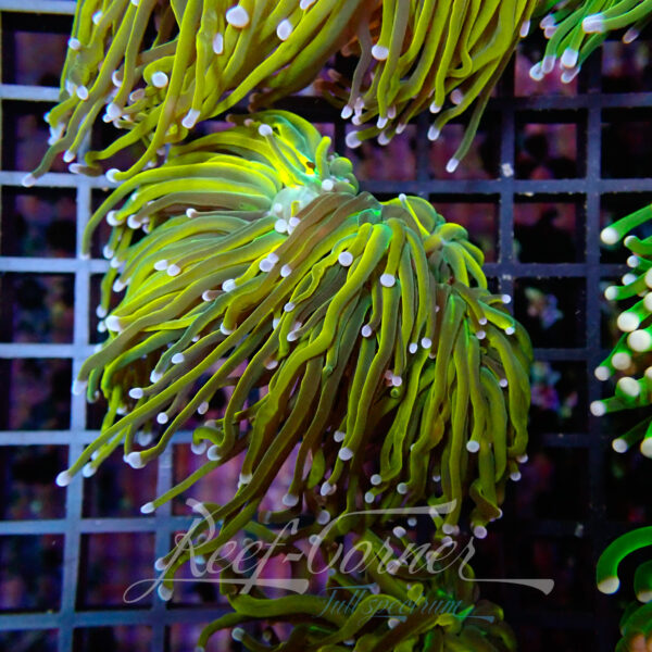 Euphyllia Glabrescens Master