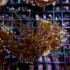 Euphyllia Glabrescens indo gold