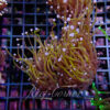 Euphyllia Glabrescens indo gold