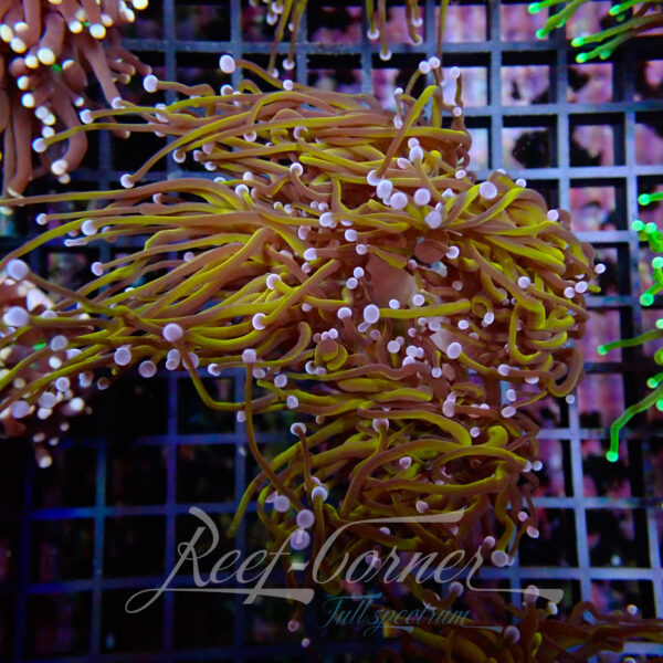 Euphyllia Glabrescens indo gold