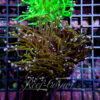 Euphyllia Glabrescens indo gold