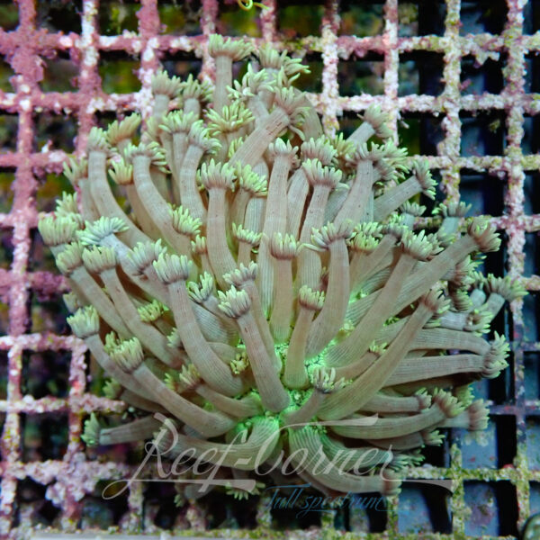 Goniopora multicolour