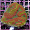 Symphyllia sp.