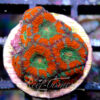 Acanthastrea Lordhowensis/Micromussa