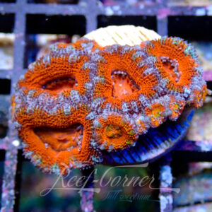 Acanthastrea Lordhowensis/Micromussa