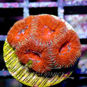 Acanthastrea Lordhowensis/Micromussa