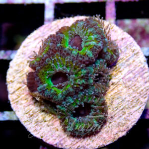 Acanthastrea Lordhowensis/Micromussa