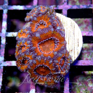 Acanthastrea Lordhowensis/Micromussa