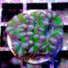 Acanthastrea Lordhowensis/Micromussa