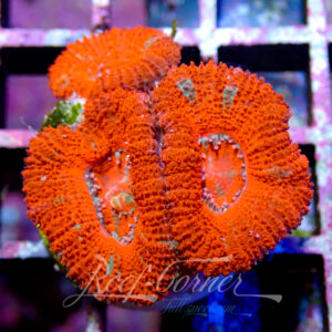 Acanthastrea Lordhowensis/Micromussa