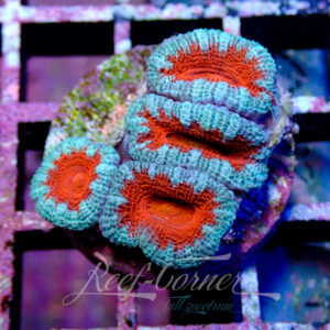 Acanthastrea Lordhowensis/Micromussa