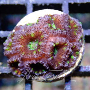 Acanthastrea Lordhowensis/Micromussa