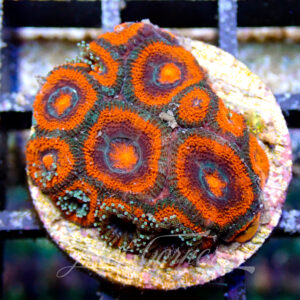 Acanthastrea Lordhowensis/Micromussa