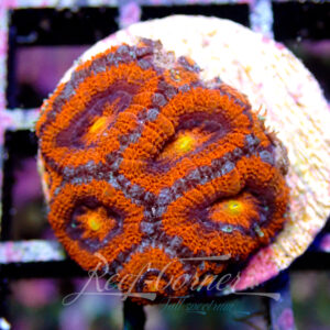 Acanthastrea Lordhowensis/Micromussa