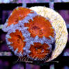 Acanthastrea Lordhowensis/Micromussa