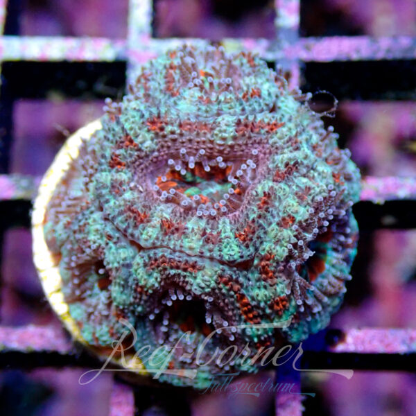 Acanthastrea Lordhowensis/Micromussa