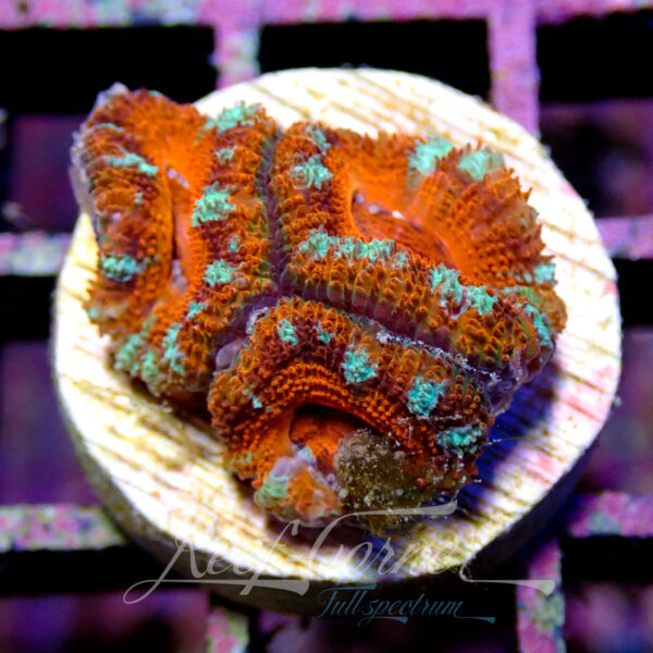 Acanthastrea Lordhowensis/Micromussa