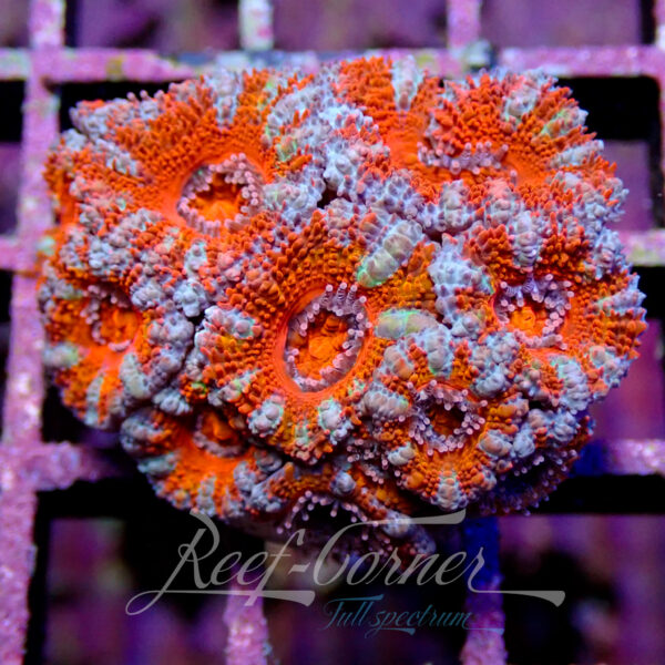 Acanthastrea Lordhowensis/Micromussa