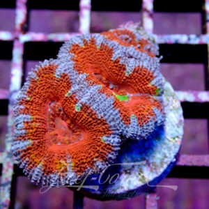 Acanthastrea Lordhowensis/Micromussa