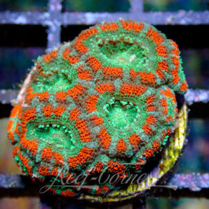 Acanthastrea Lordhowensis/Micromussa