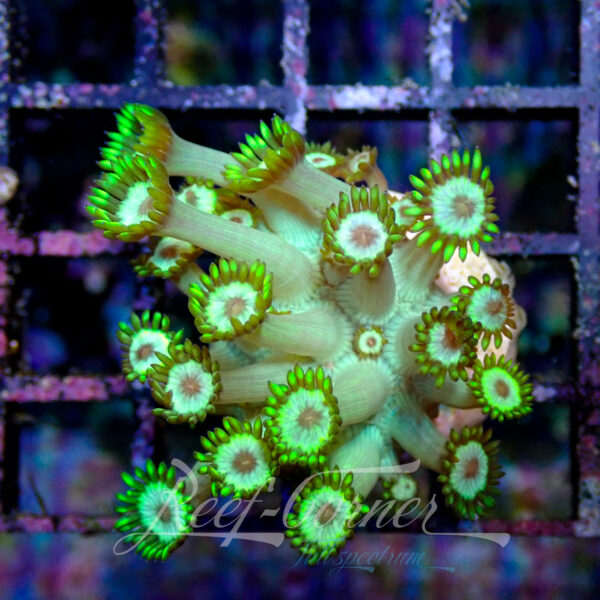 Goniopora frag