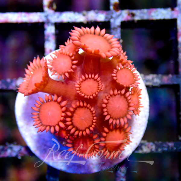 Goniopora frag