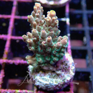 Acropora sp. Frag