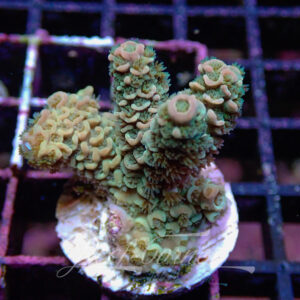 Acropora sp. Frag