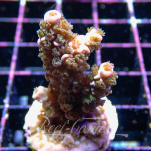 Acropora sp. Frag