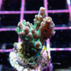 Acropora sp. Frag