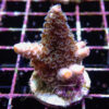 Acropora sp. Frag