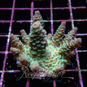 Acropora sp. Frag