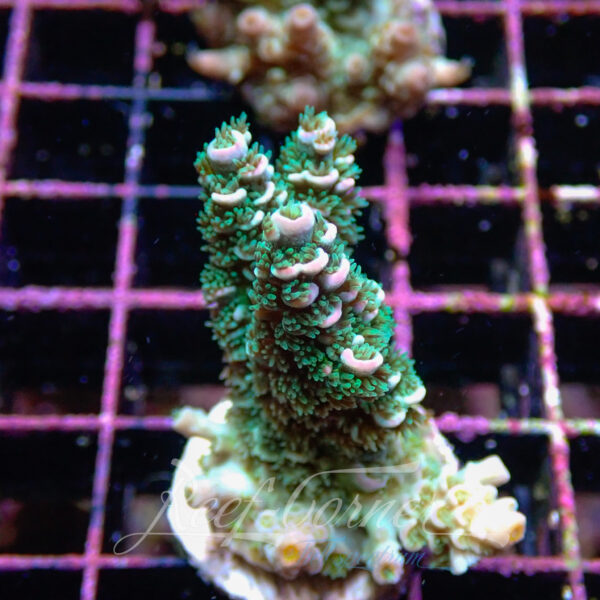 Acropora sp. Frag