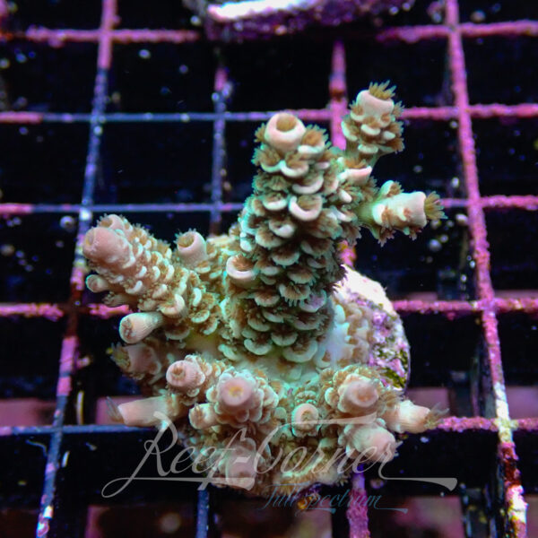 Acropora sp. Frag