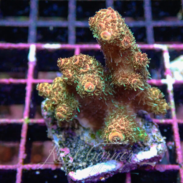 Acropora sp. Frag