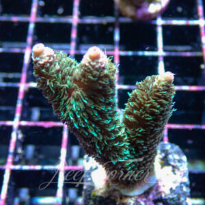 Acropora sp. Frag