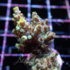 Acropora sp. Frag