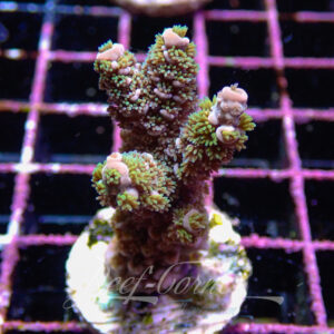 Acropora sp. Frag