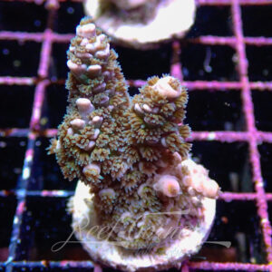 Acropora sp. Frag