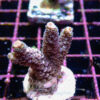 Acropora sp. Frag