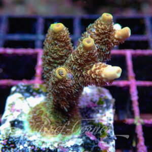 Acropora sp. Frag