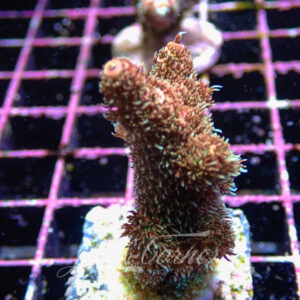 Acropora sp. Frag