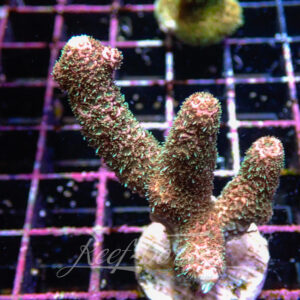 Acropora sp. Frag