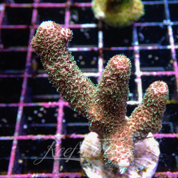 Acropora sp. Frag