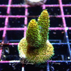 Acropora sp. Frag