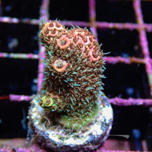 Acropora sp. Frag