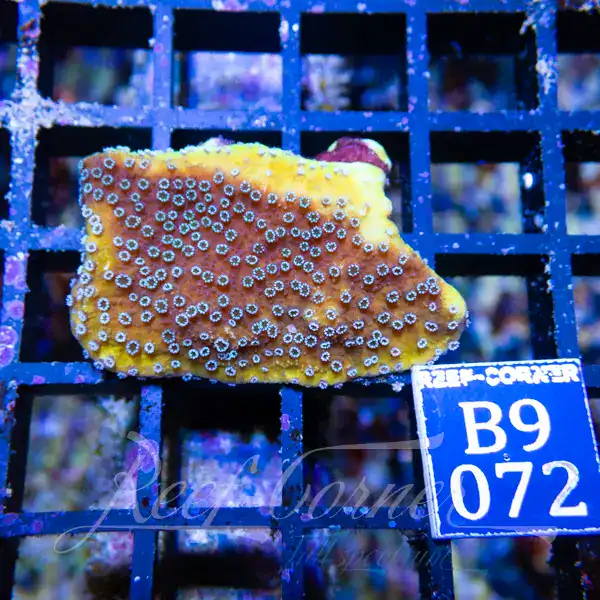 Montipora Cactus S - Reef Corner Europe