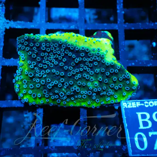Montipora Cactus S - Reef Corner Europe