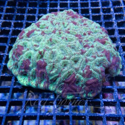 Favia spp colony
